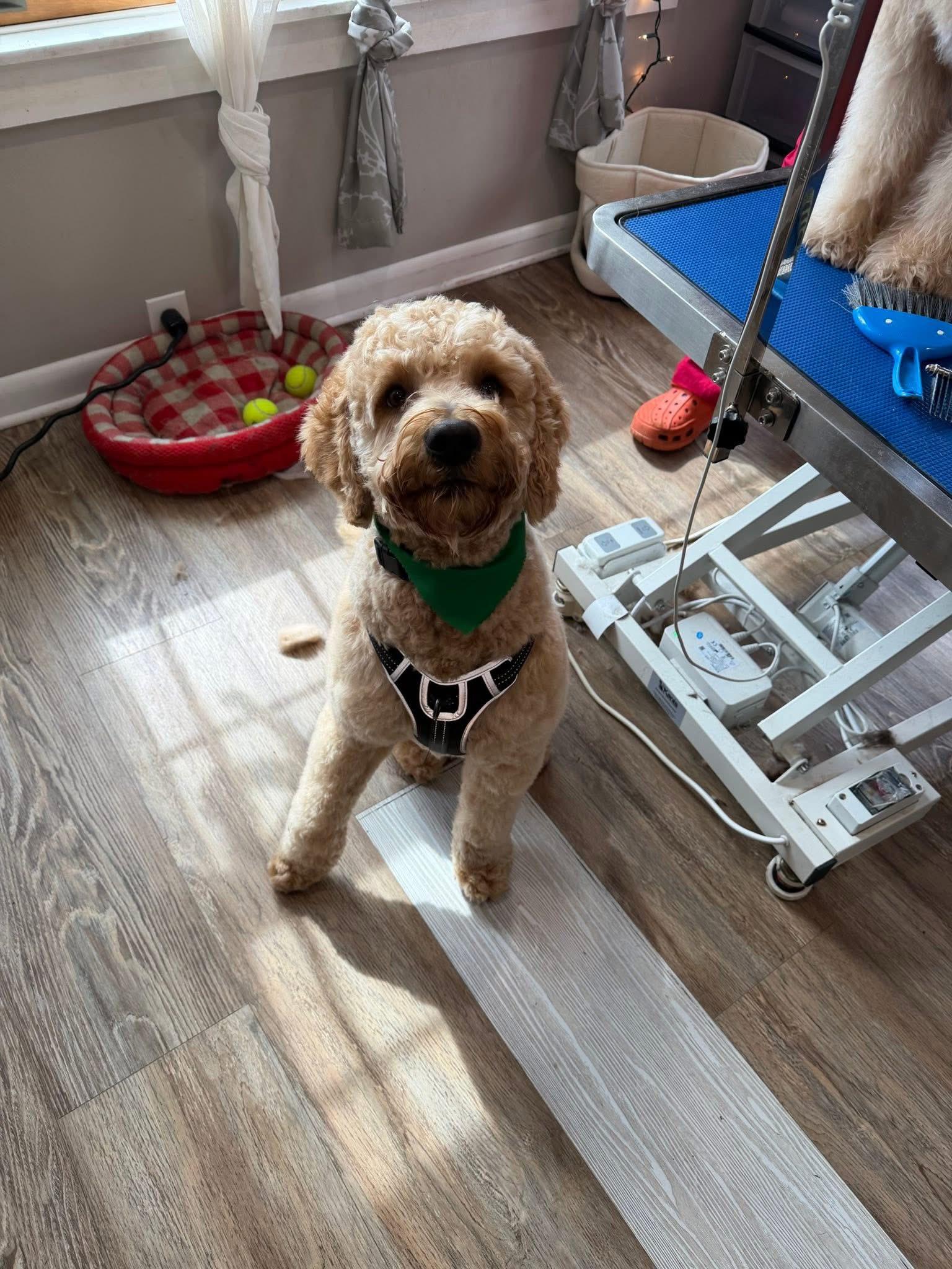 Enlarge Charlie, an adopted Goldendoodle in Jackson , NJ image 2/4