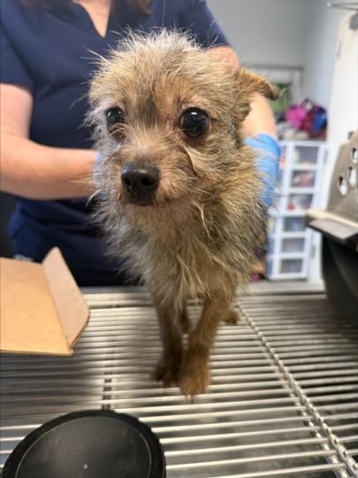 Enlarge A209630, a Adoptable Yorkshire Terrier in Olivehurst, CA image 1/1