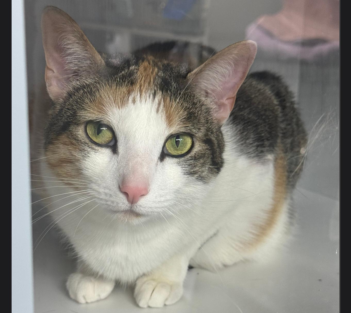 Enlarge Kitty beans, a ADOPTABLE Calico in Evans City, PA image 1/1