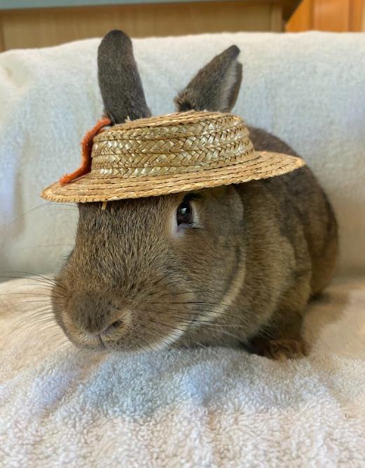 Enlarge Quincy, a Adoptable American in Columbia, MD image 4/5