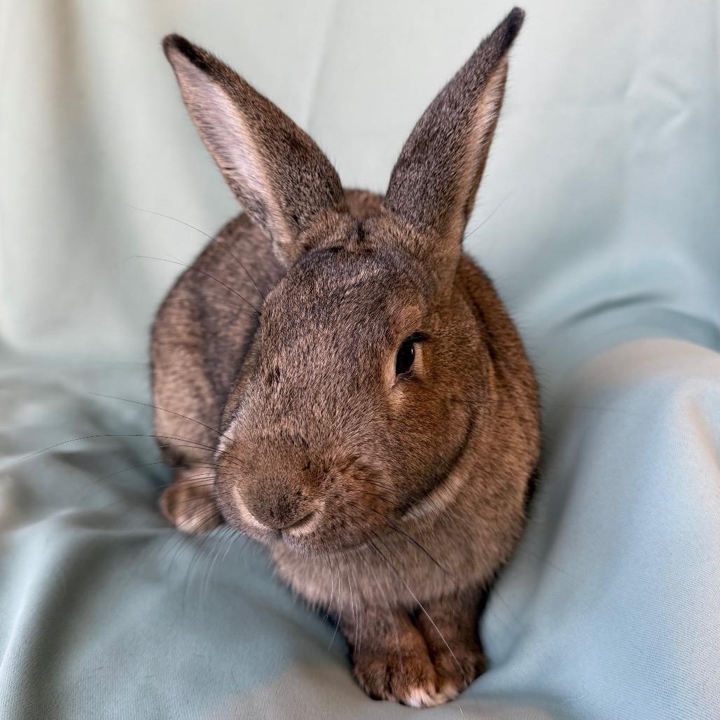 Enlarge Quincy, a Adoptable American in Columbia, MD image 2/5