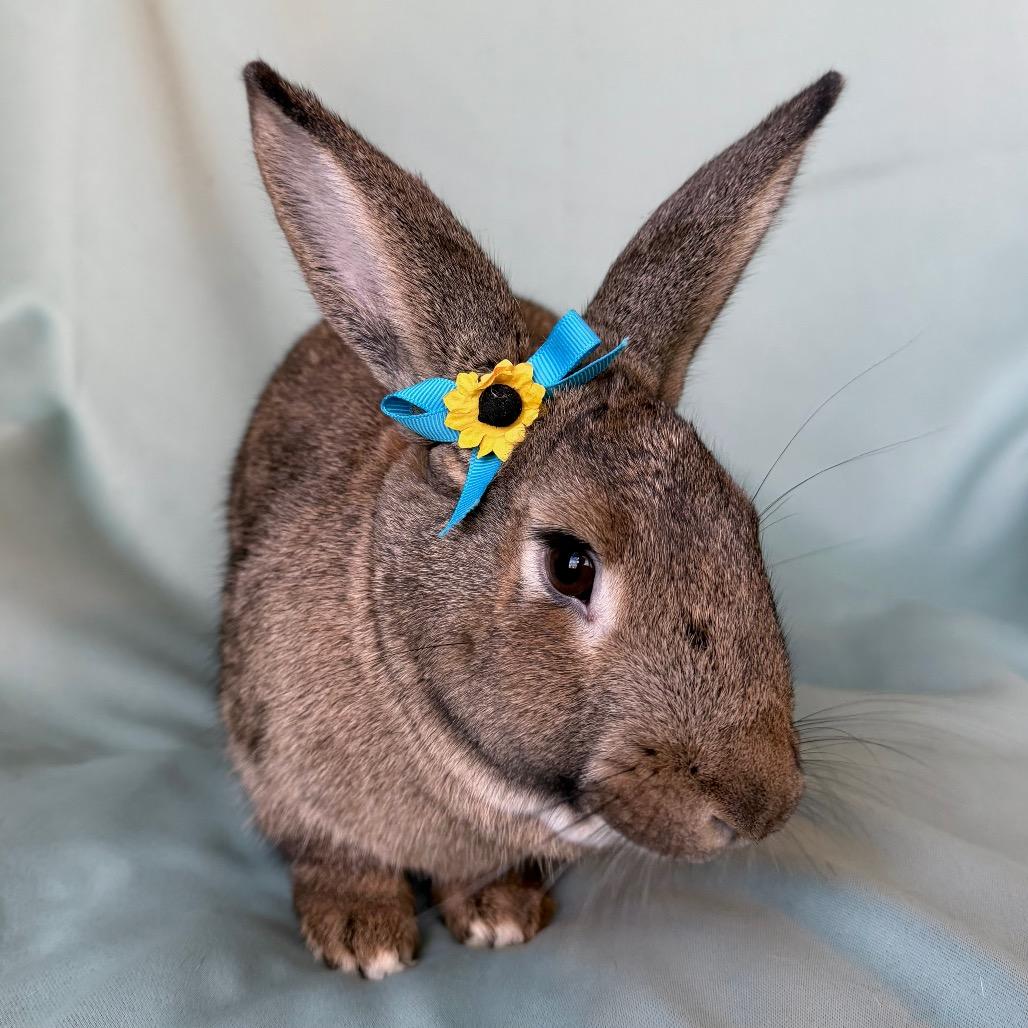 Enlarge Quincy, a Adoptable American in Columbia, MD image 3/5