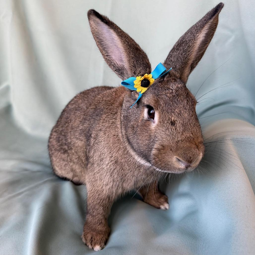 Quincy, Adoptable, Young Male American.