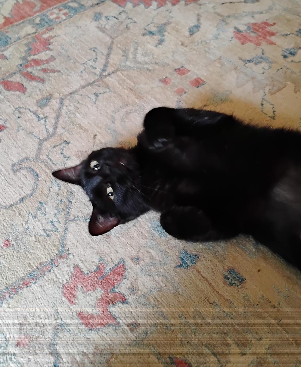 Sabrina, Adoptable, Adult Female Domestic Short Hair.