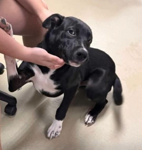 Jake, Adoptable, Young Male Labrador Retriever.