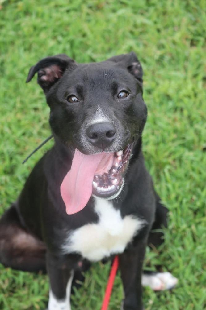 Enlarge Jake, a Adoptable mixed breed in Statesville, NC image 2/3