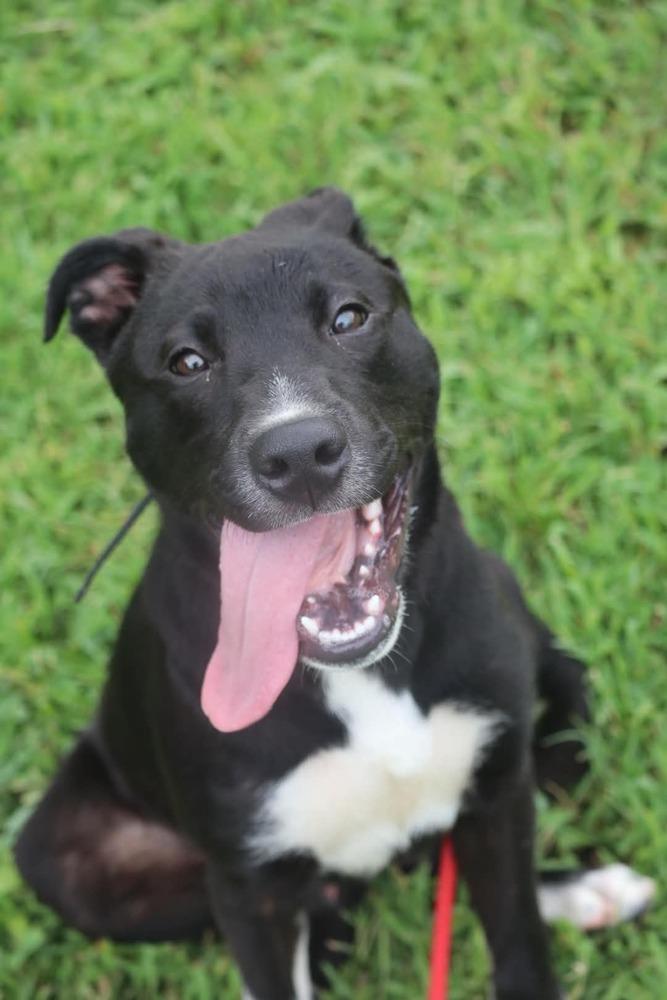 Enlarge Jake, a Adoptable mixed breed in Statesville, NC image 3/3