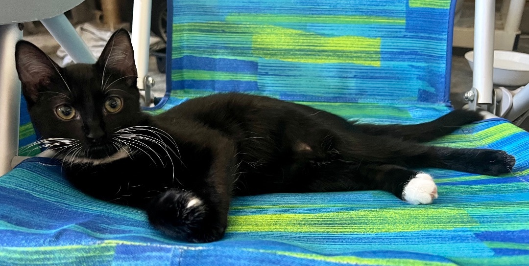 Rachel, a Adoptable Domestic Short Hair in Winston-Salem, NC image 1/12