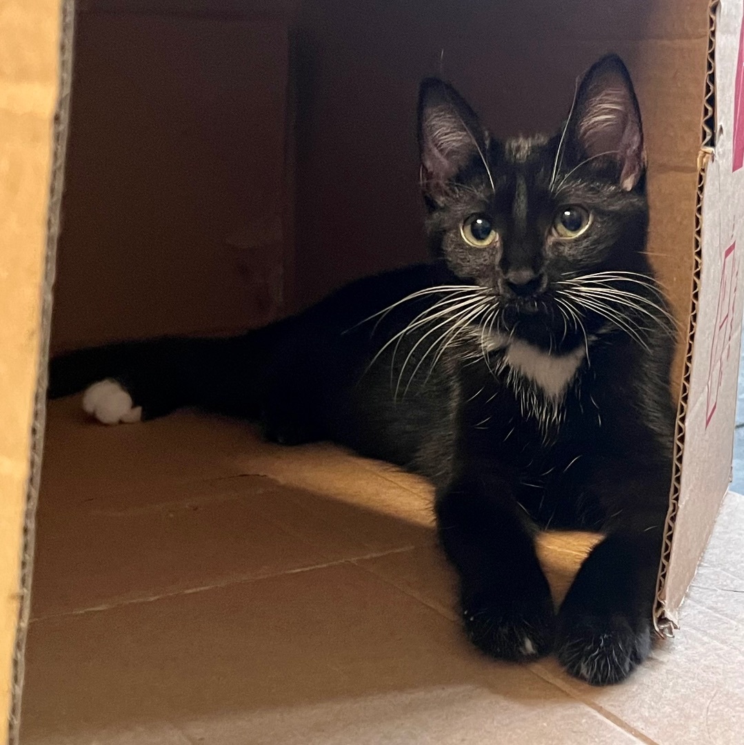 Rachel, a Adoptable Domestic Short Hair in Winston-Salem, NC image 2/12