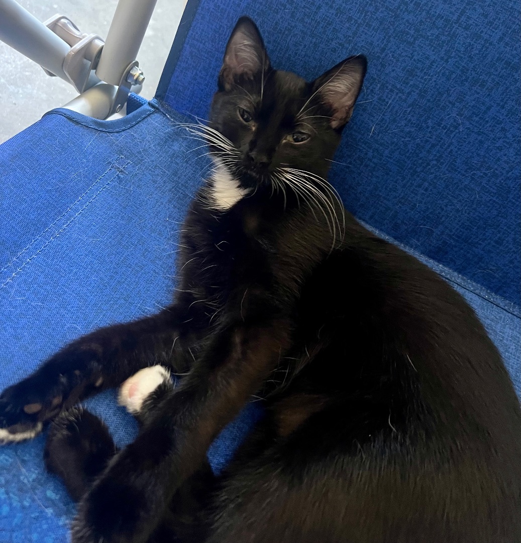 Rachel, a Adoptable Domestic Short Hair in Winston-Salem, NC image 3/12