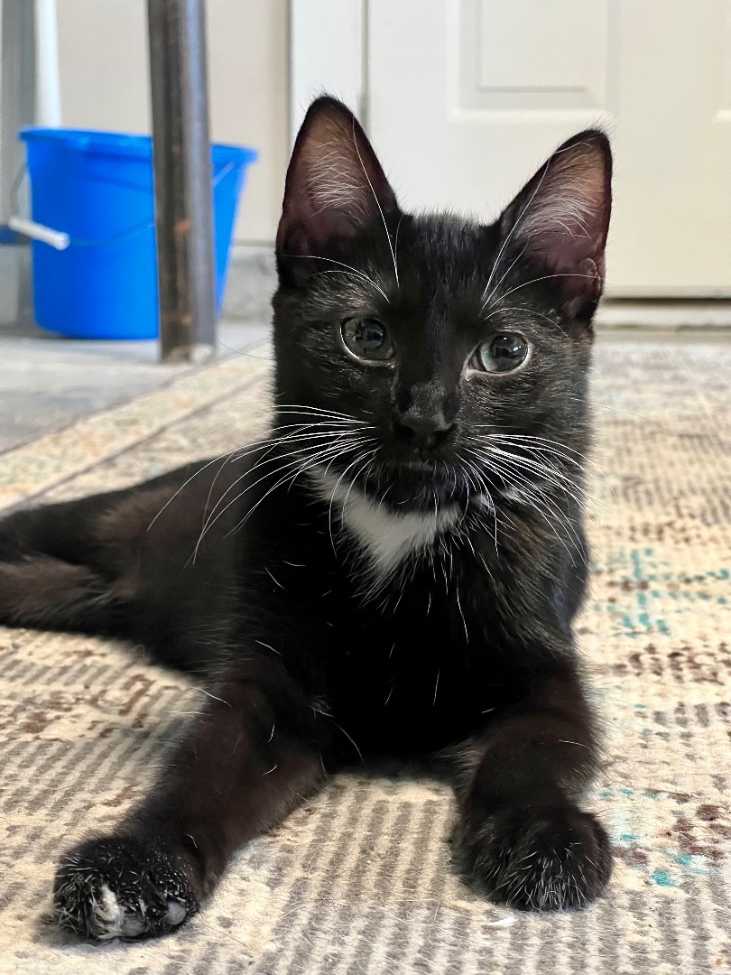 Rachel, a Adoptable Domestic Short Hair in Winston-Salem, NC image 4/12