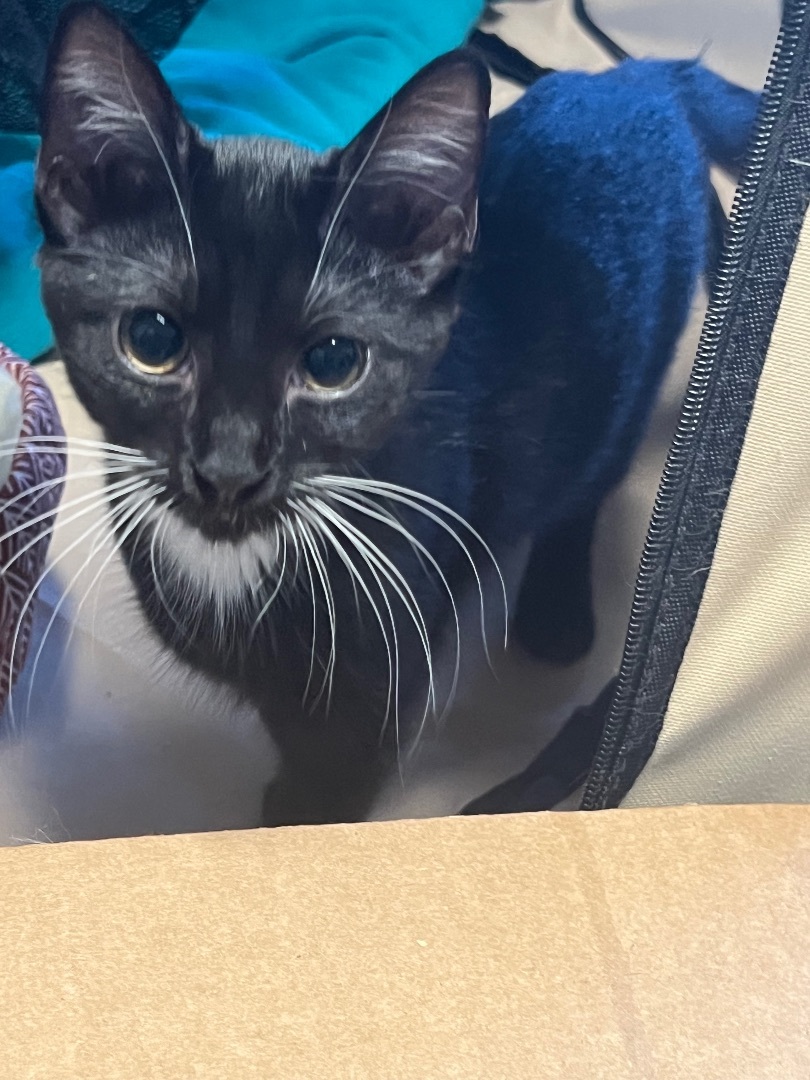 Rachel, a Adoptable Domestic Short Hair in Winston-Salem, NC image 5/12