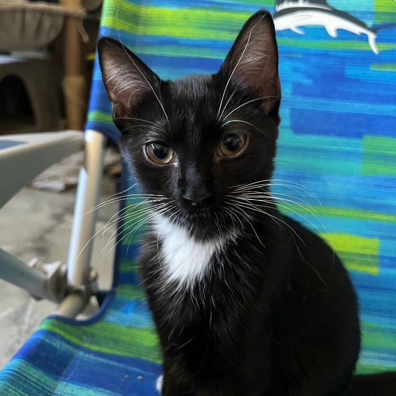 Rachel, a Adoptable Domestic Short Hair in Winston-Salem, NC image 6/12