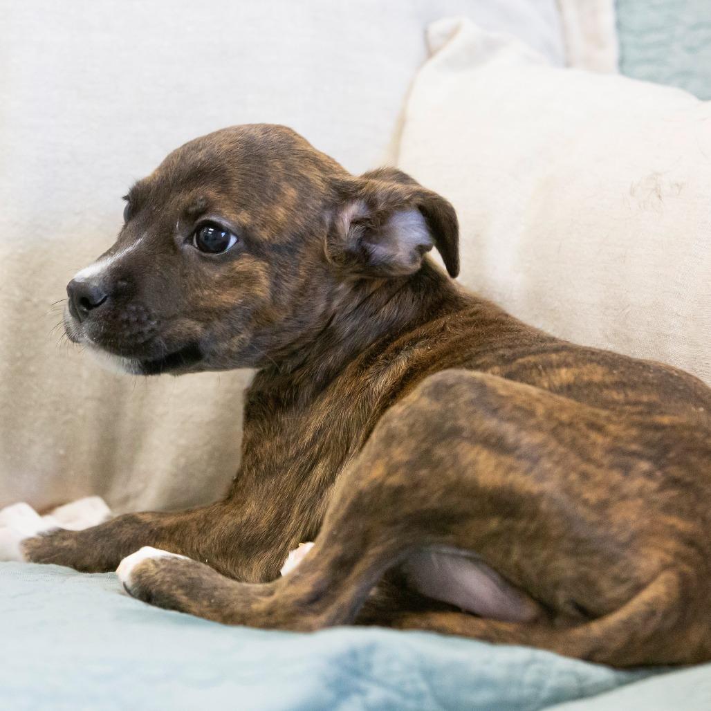 Enlarge Shock, a Adoptable Mixed Breed in Cartersville, GA image 1/4
