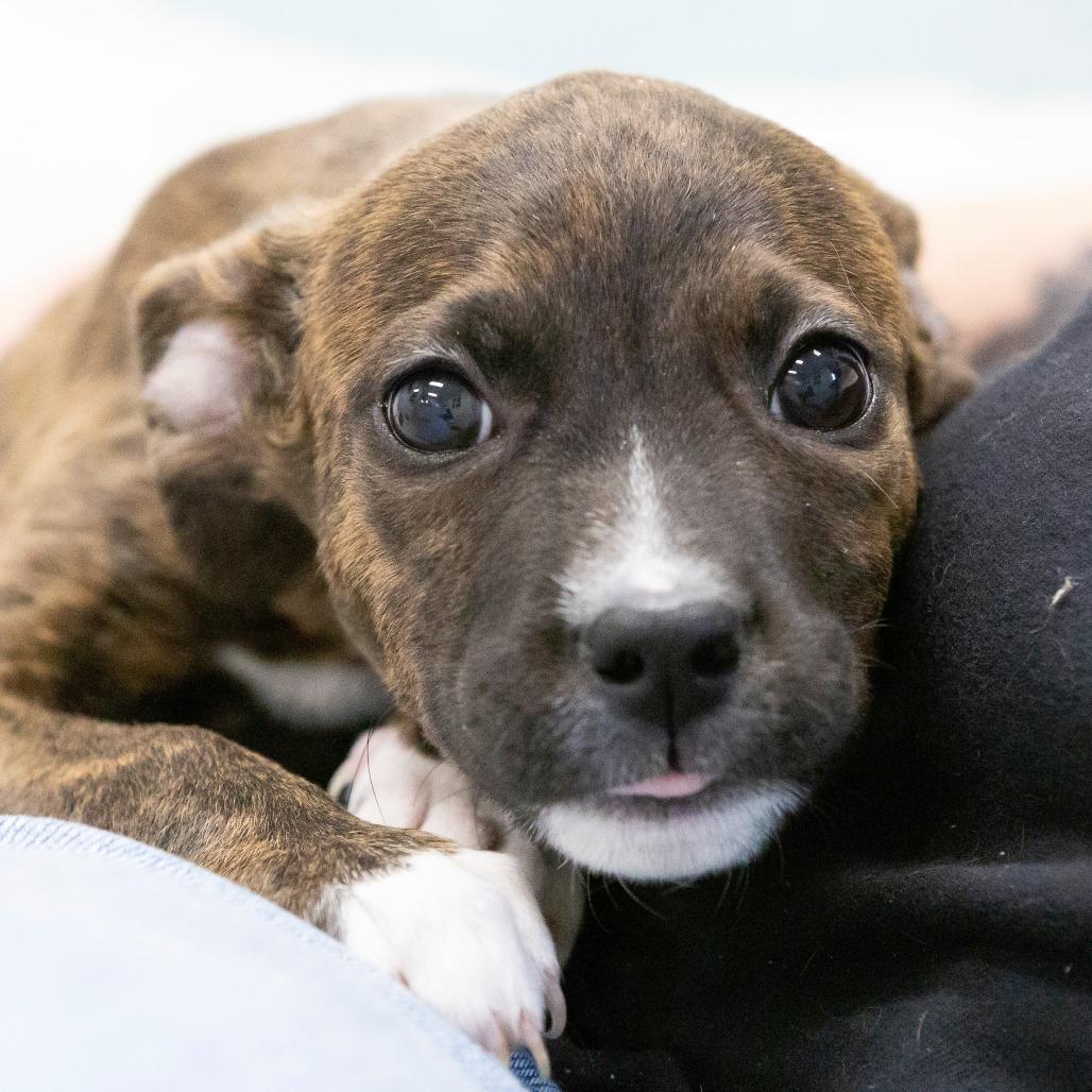 Enlarge Shock, a Adoptable Mixed Breed in Cartersville, GA image 2/4