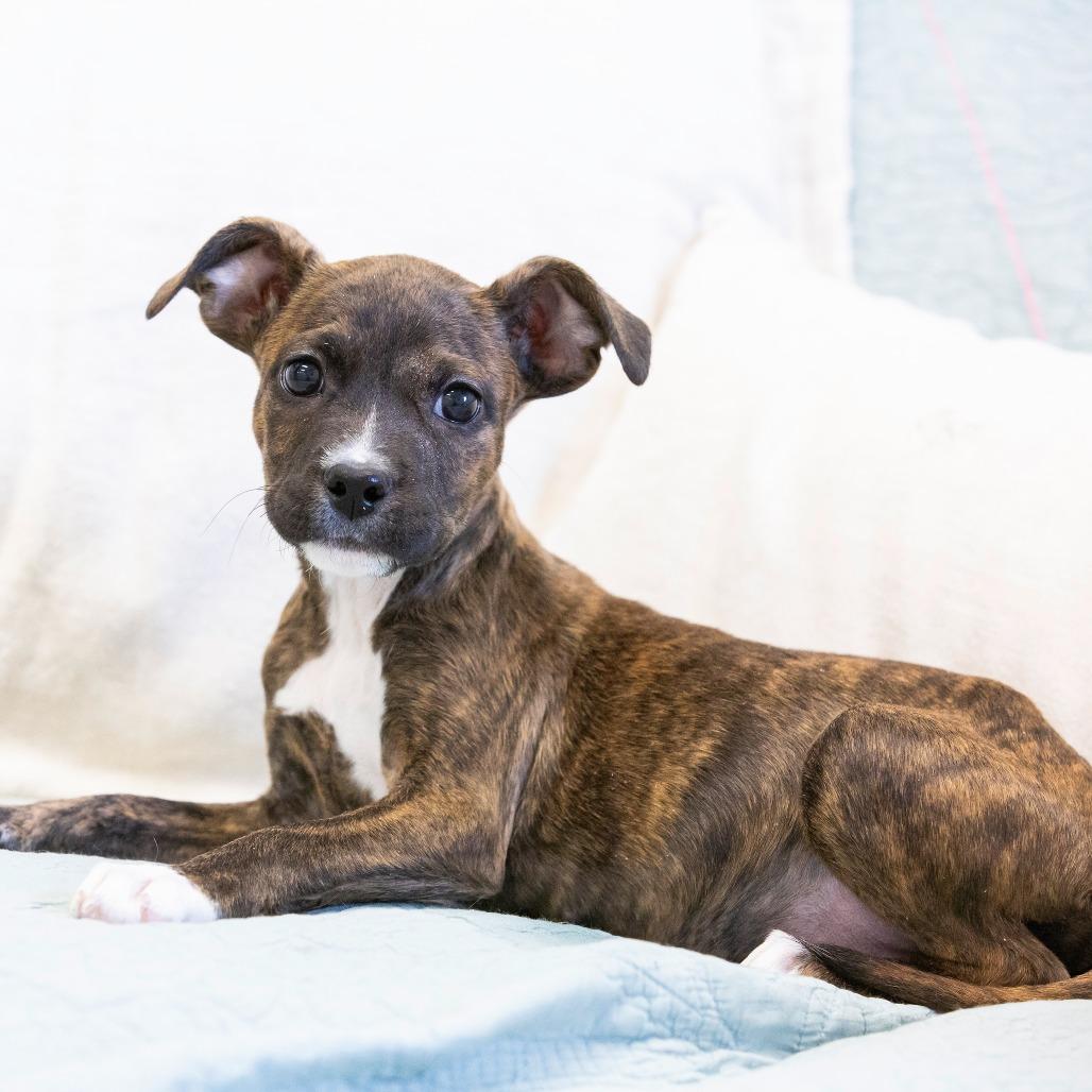 Enlarge Shock, a Adoptable Mixed Breed in Cartersville, GA image 3/4
