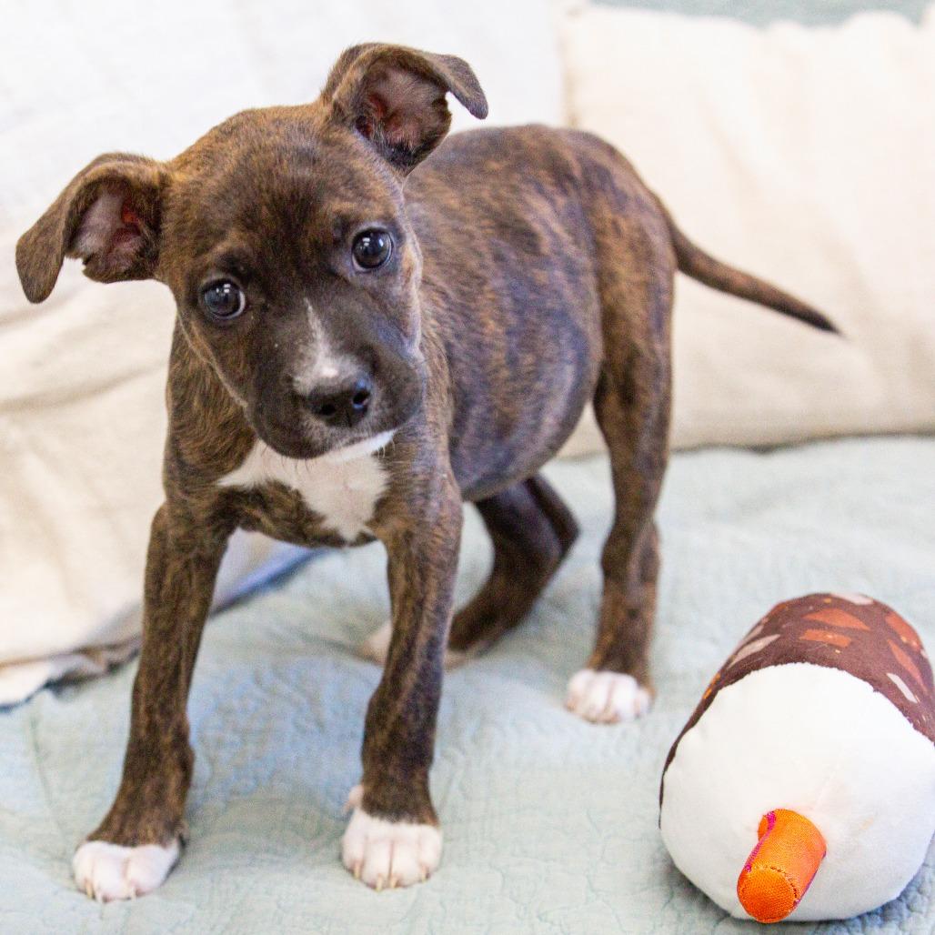 Enlarge Shock, a Adoptable Mixed Breed in Cartersville, GA image 4/4