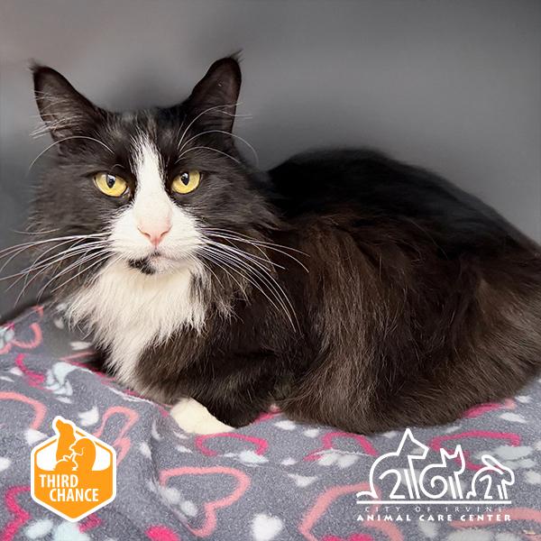 Enlarge BIANCA, a Adoptable Domestic Medium Hair in Irvine, CA image 1/1