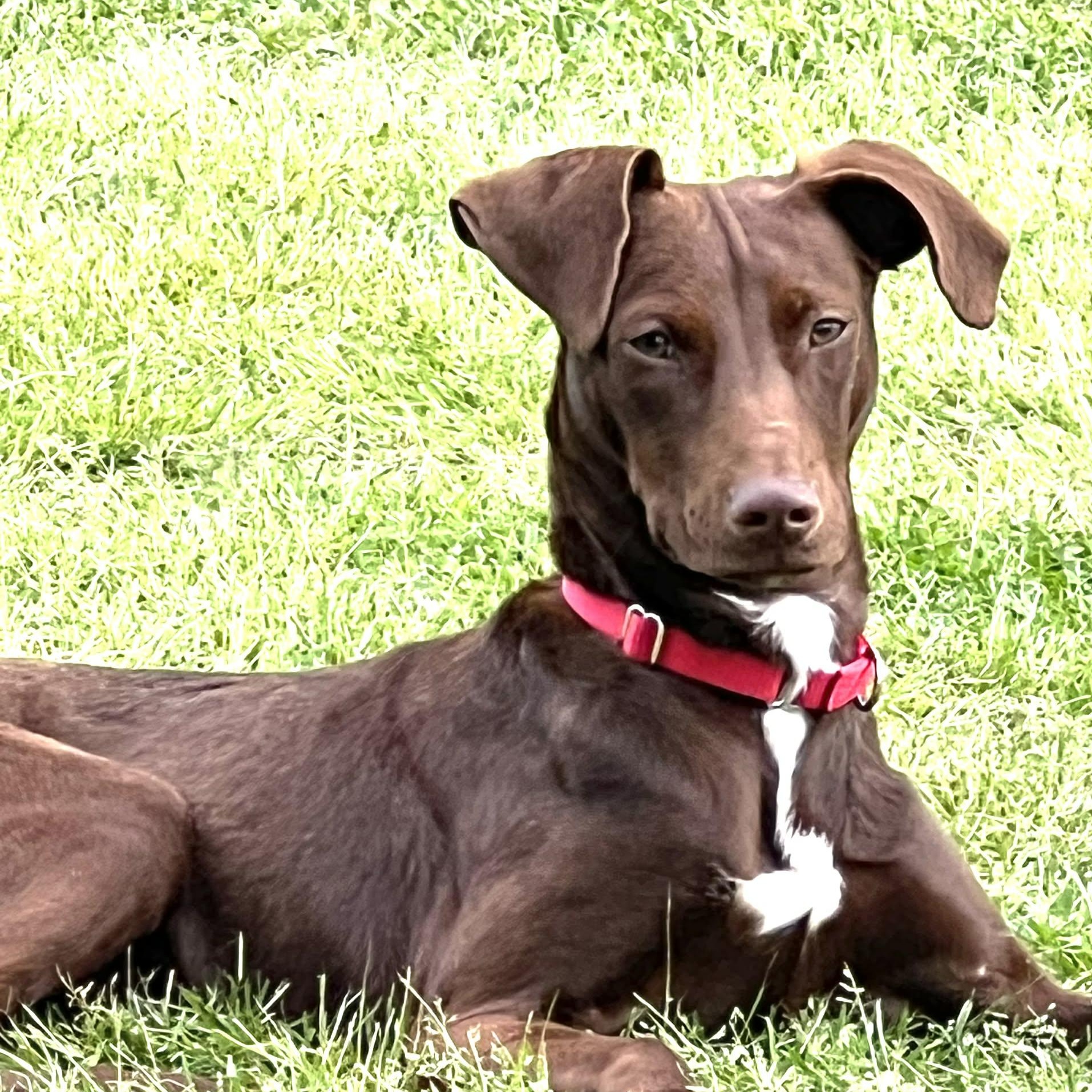 Jelly, a Adoptable Mixed Breed in Myrtle Beach, SC image 1/6