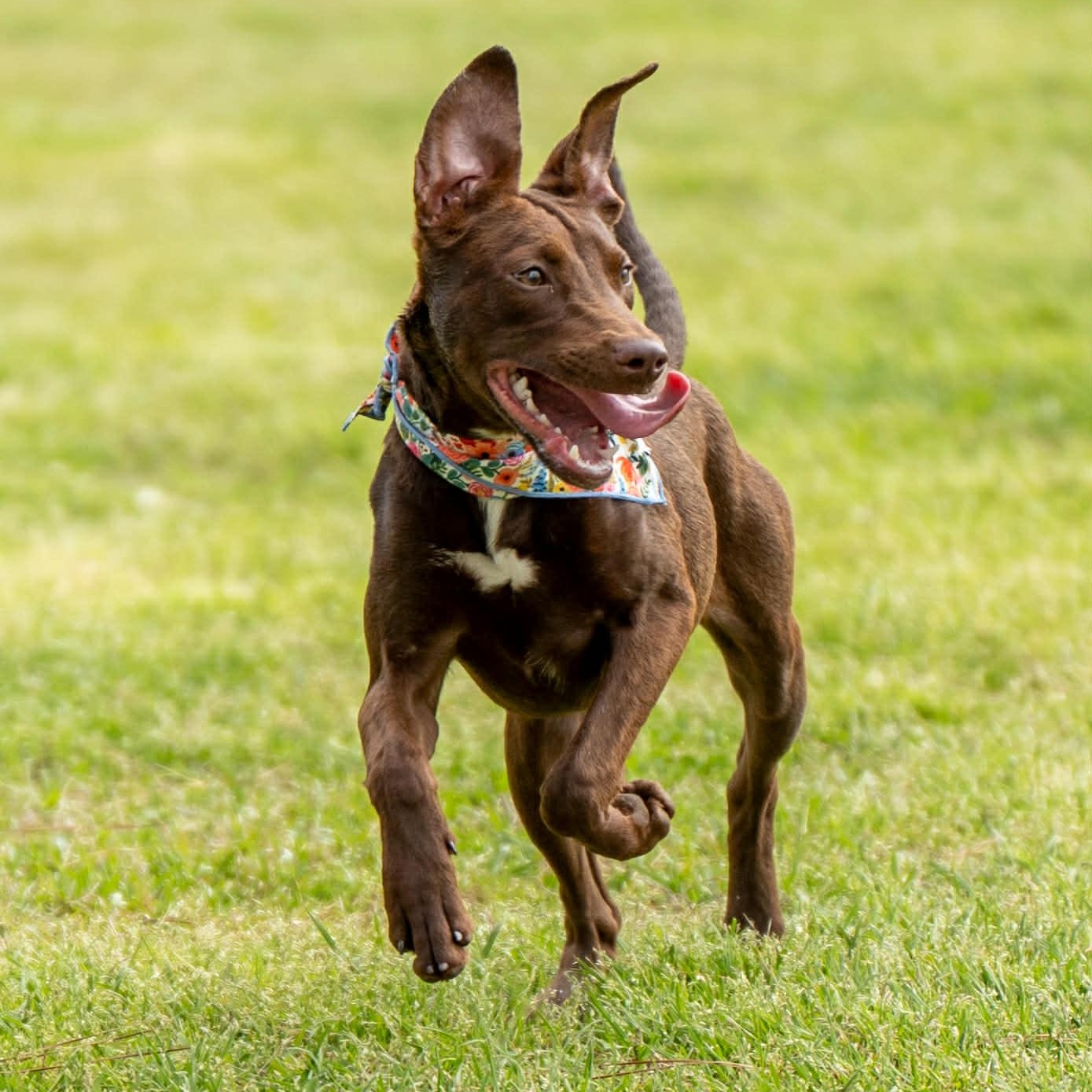 Jelly, a Adoptable Mixed Breed in Myrtle Beach, SC image 5/6