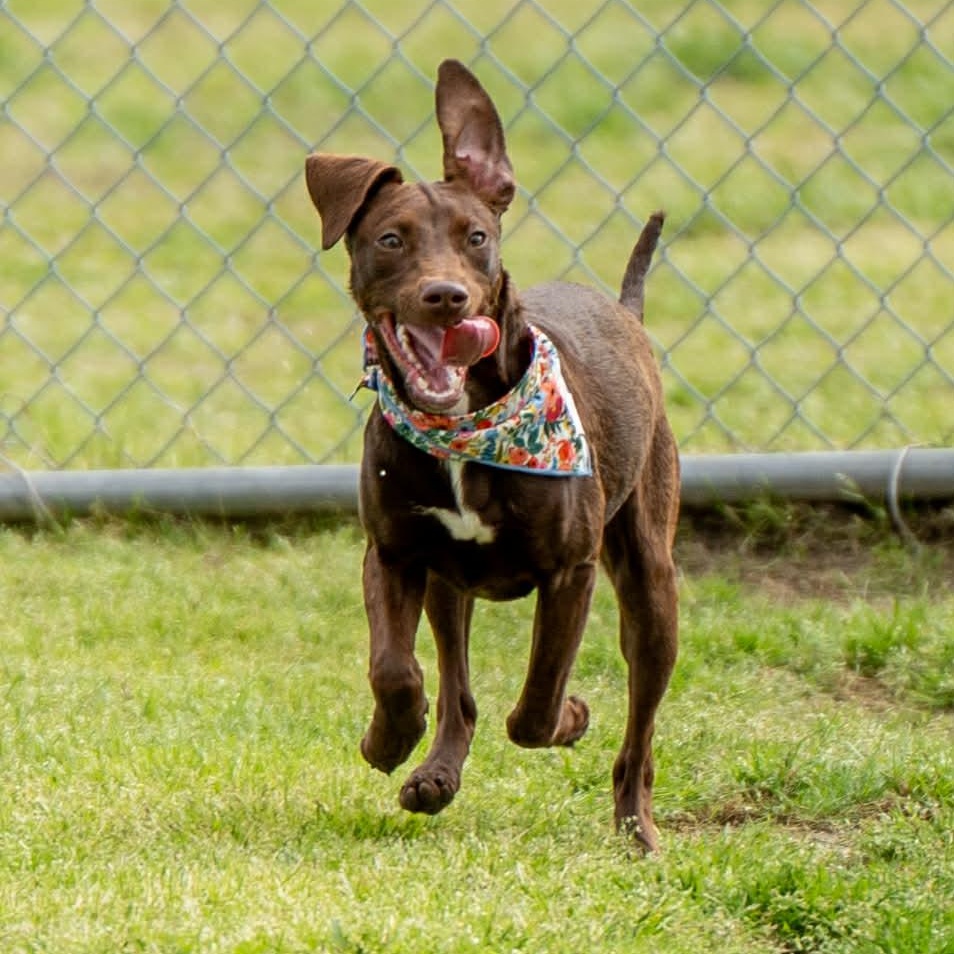Jelly, a Adoptable Mixed Breed in Myrtle Beach, SC image 3/6