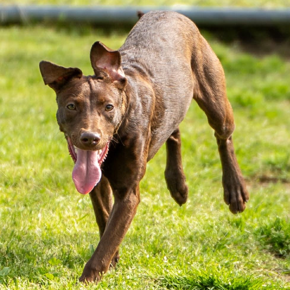 Jelly, a Adoptable Mixed Breed in Myrtle Beach, SC image 4/6