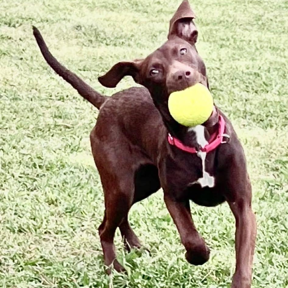 Jelly, a Adoptable Mixed Breed in Myrtle Beach, SC image 2/6