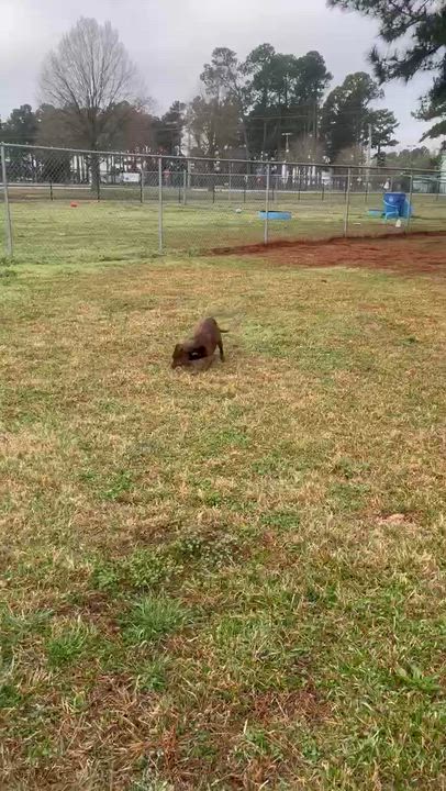 Enlarge Jelly, a Adoptable Mixed Breed in Myrtle Beach, SC video 6/6