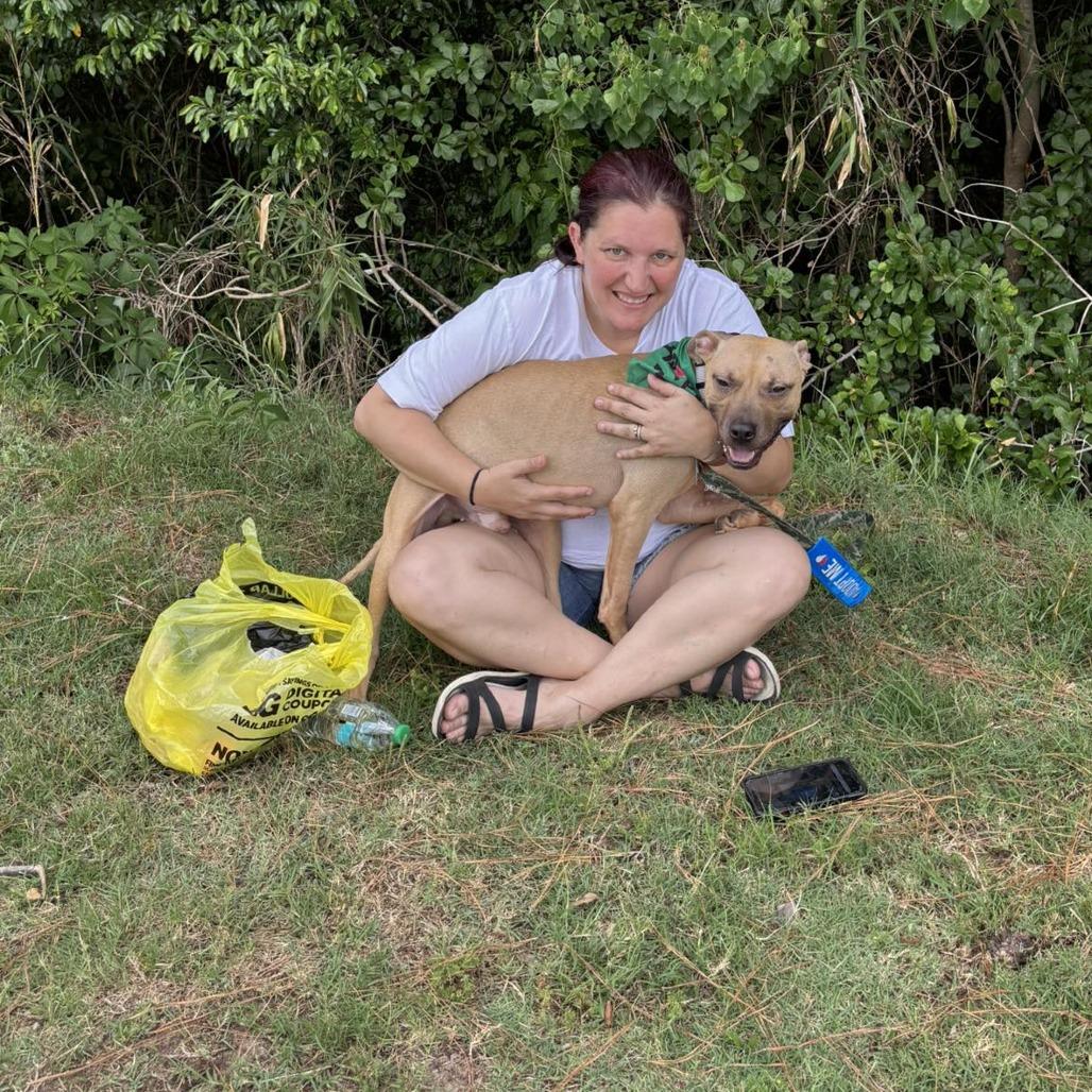 Ireland, Adoptable, Adult Male Mixed Breed.