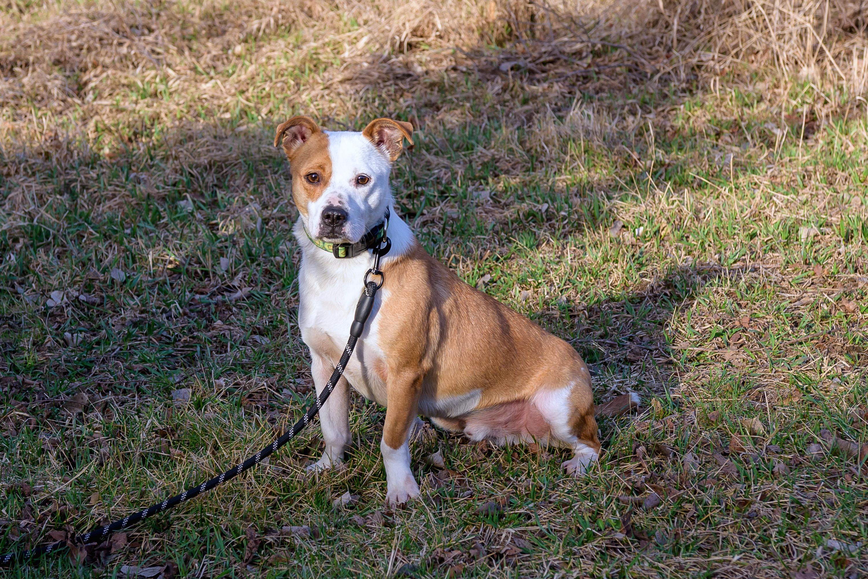 Enlarge Burger , a ADOPTABLE mixed breed in Blair, NE image 1/5