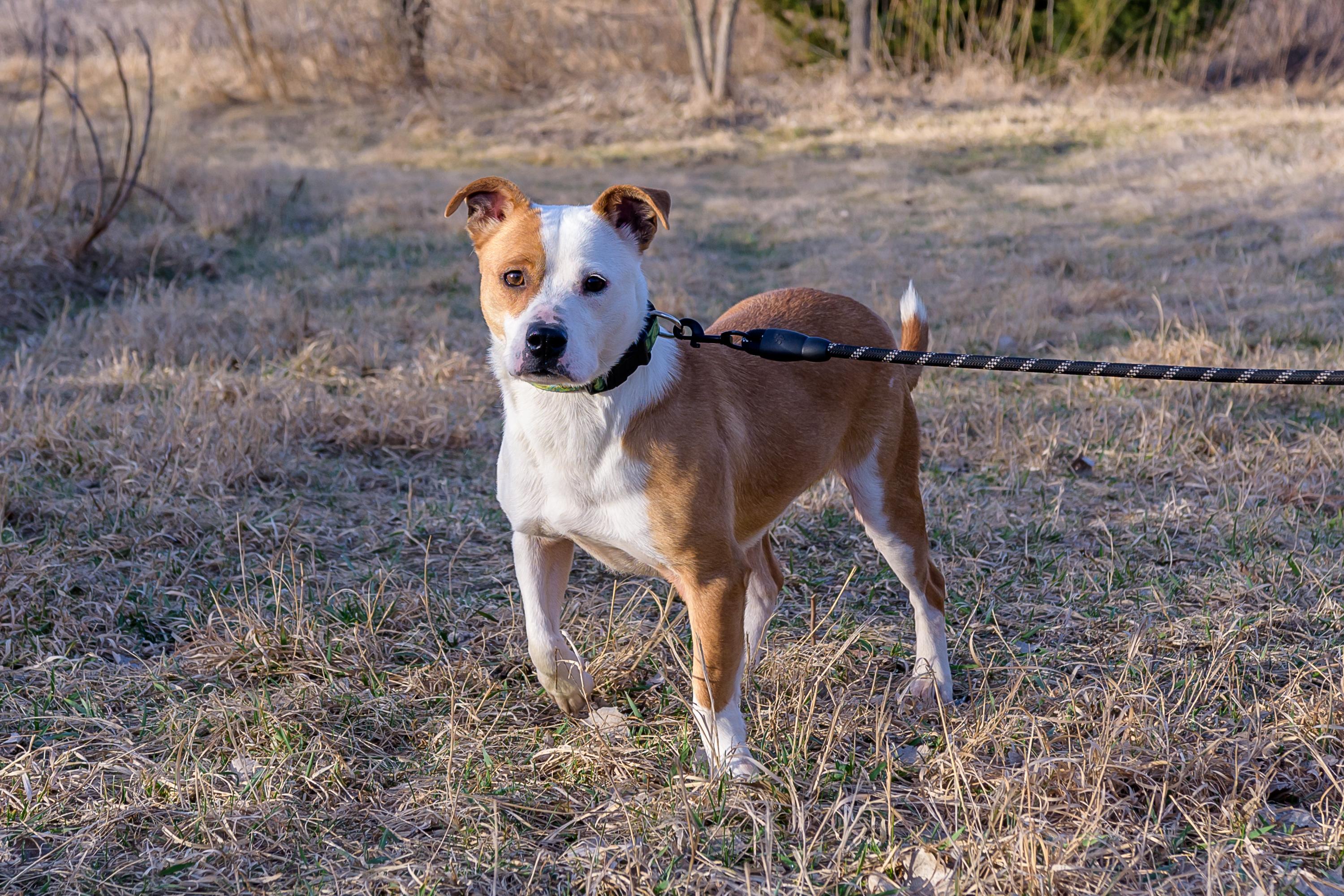 Enlarge Burger , a ADOPTABLE mixed breed in Blair, NE image 2/5
