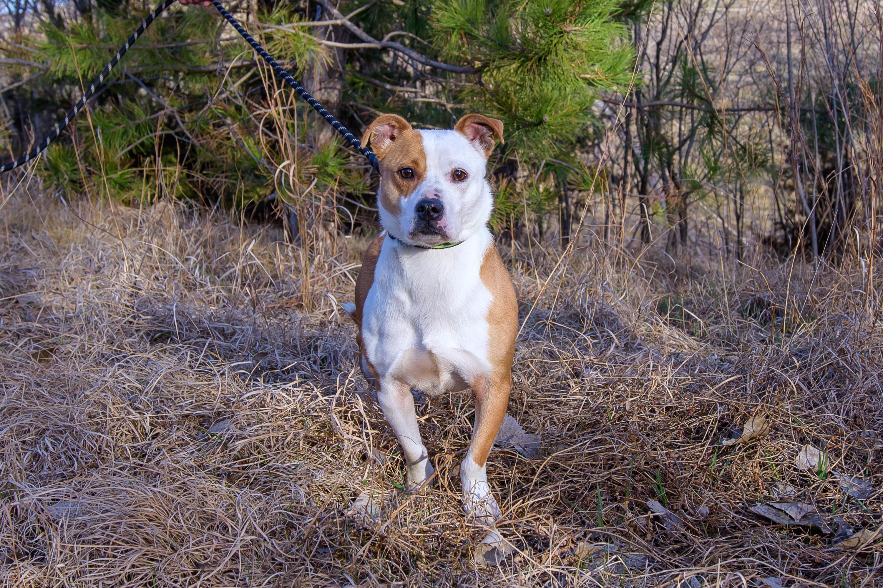 Enlarge Burger , a ADOPTABLE mixed breed in Blair, NE image 4/5