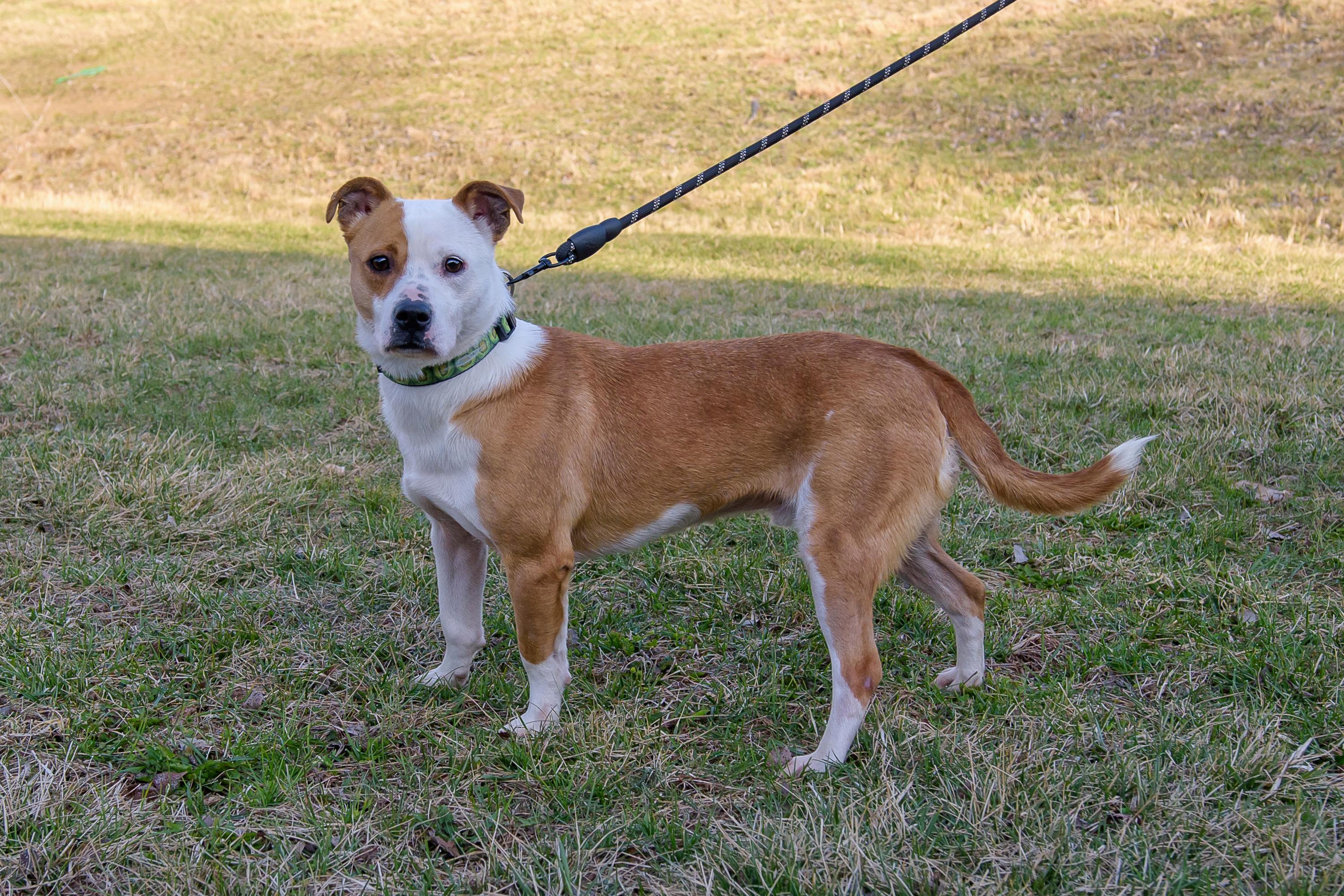 Enlarge Burger , a ADOPTABLE mixed breed in Blair, NE image 3/5