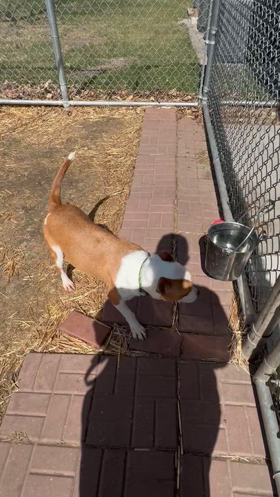 Enlarge Burger , a ADOPTABLE mixed breed in Blair, NE video 5/5