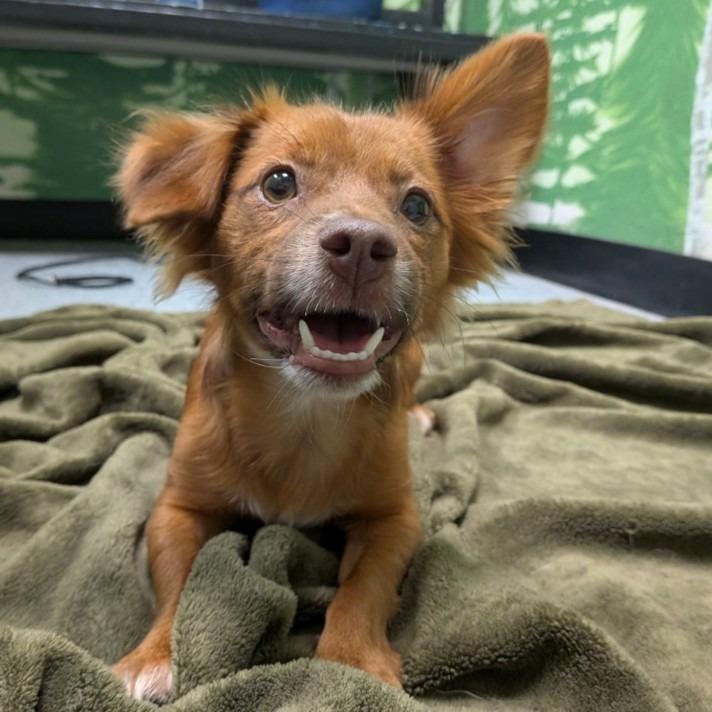 Stowaway, Adoptable, Young Female Chihuahua.