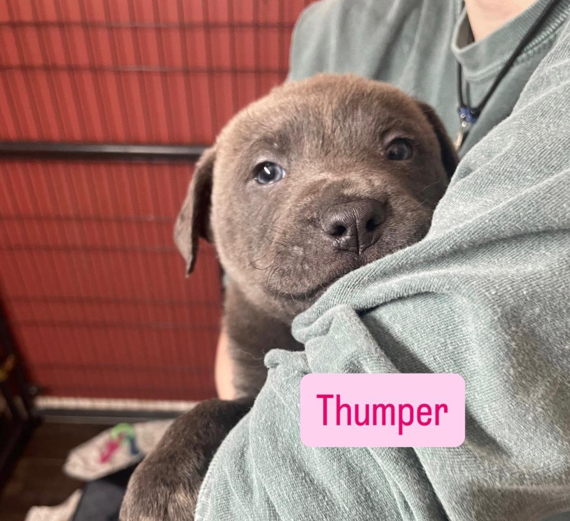 Enlarge THUMPER , an adopted mixed breed in Danbury, CT image 5/5
