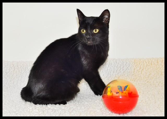 Enlarge Midnight, a Adoptable American Shorthair in San Andreas, CA image 1/1