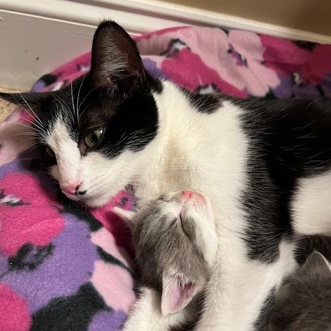 Charlotte — thumbnail 4