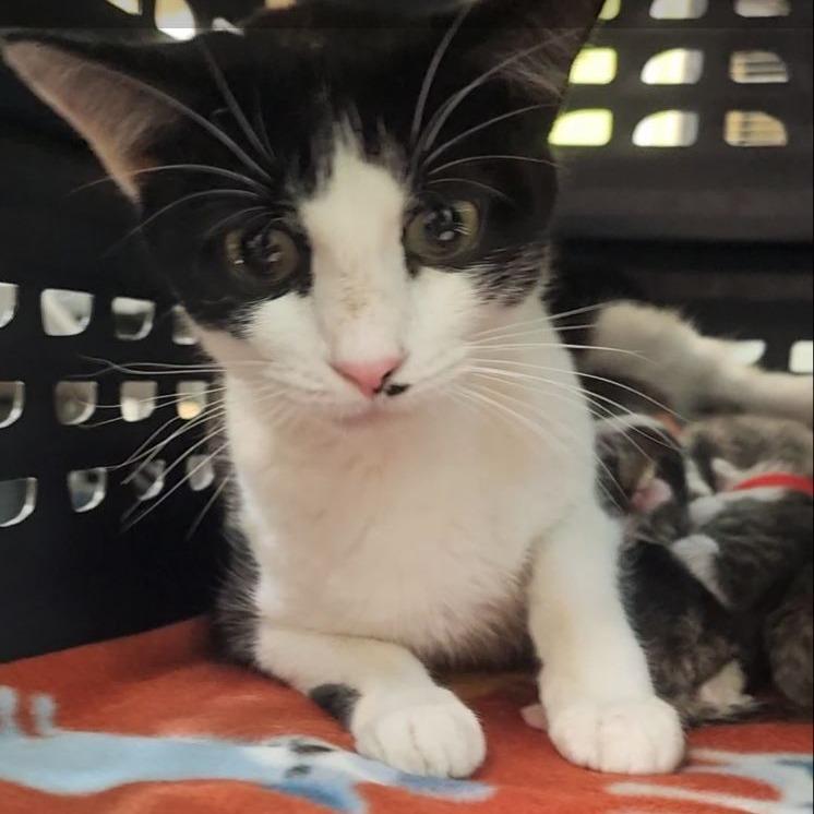 Charlotte — thumbnail 6