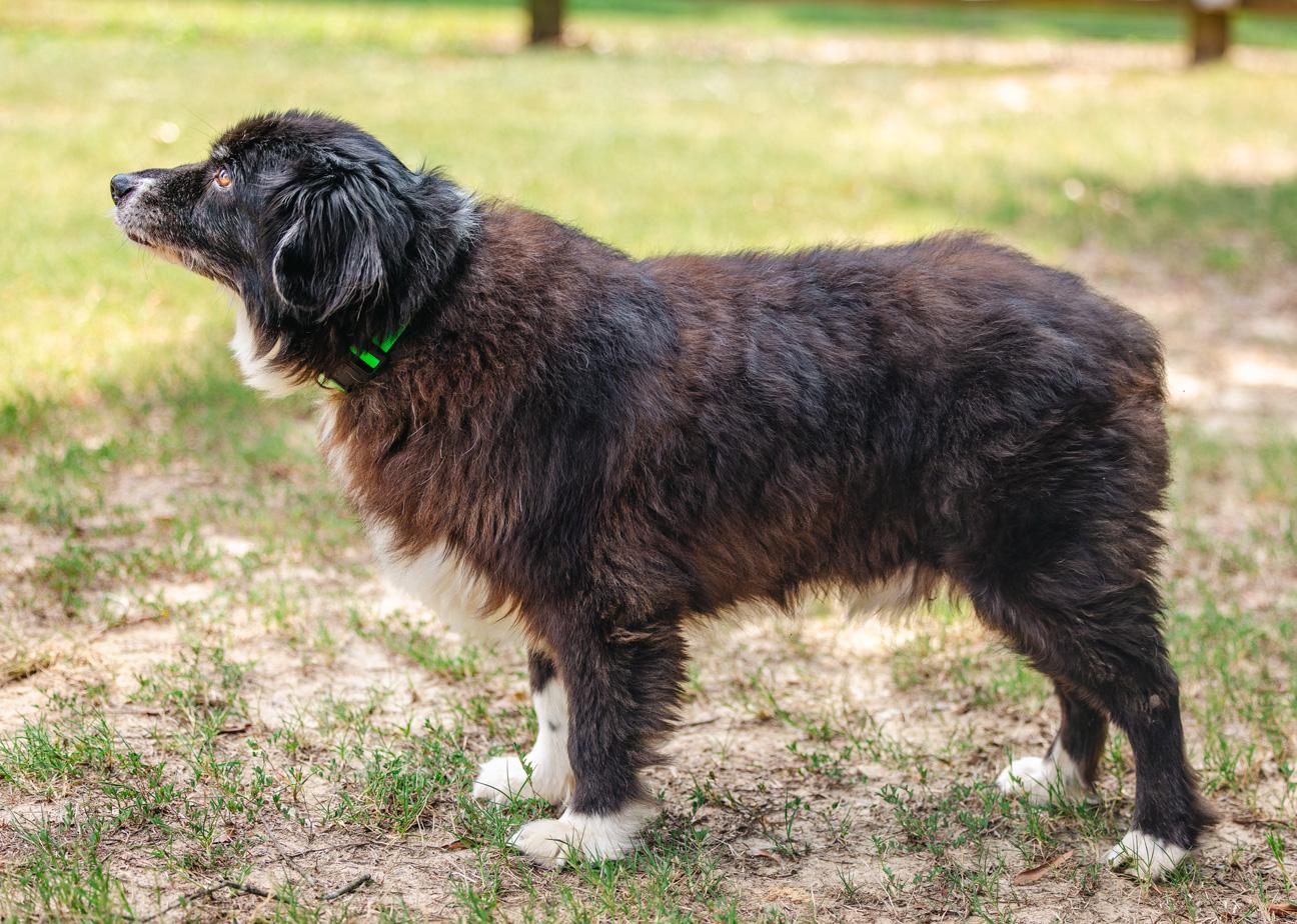 Jack, a ADOPTABLE Australian Shepherd in Graham, NC image 5/6