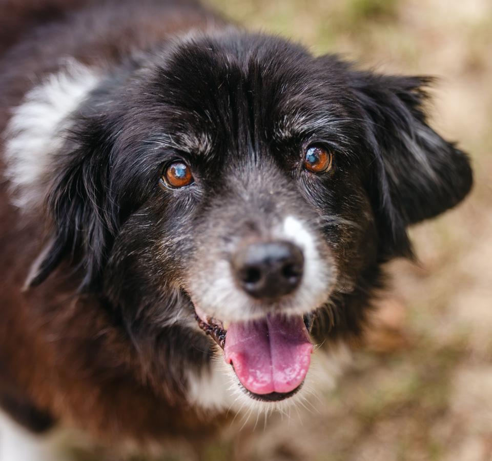 Jack, a ADOPTABLE Australian Shepherd in Graham, NC image 1/6