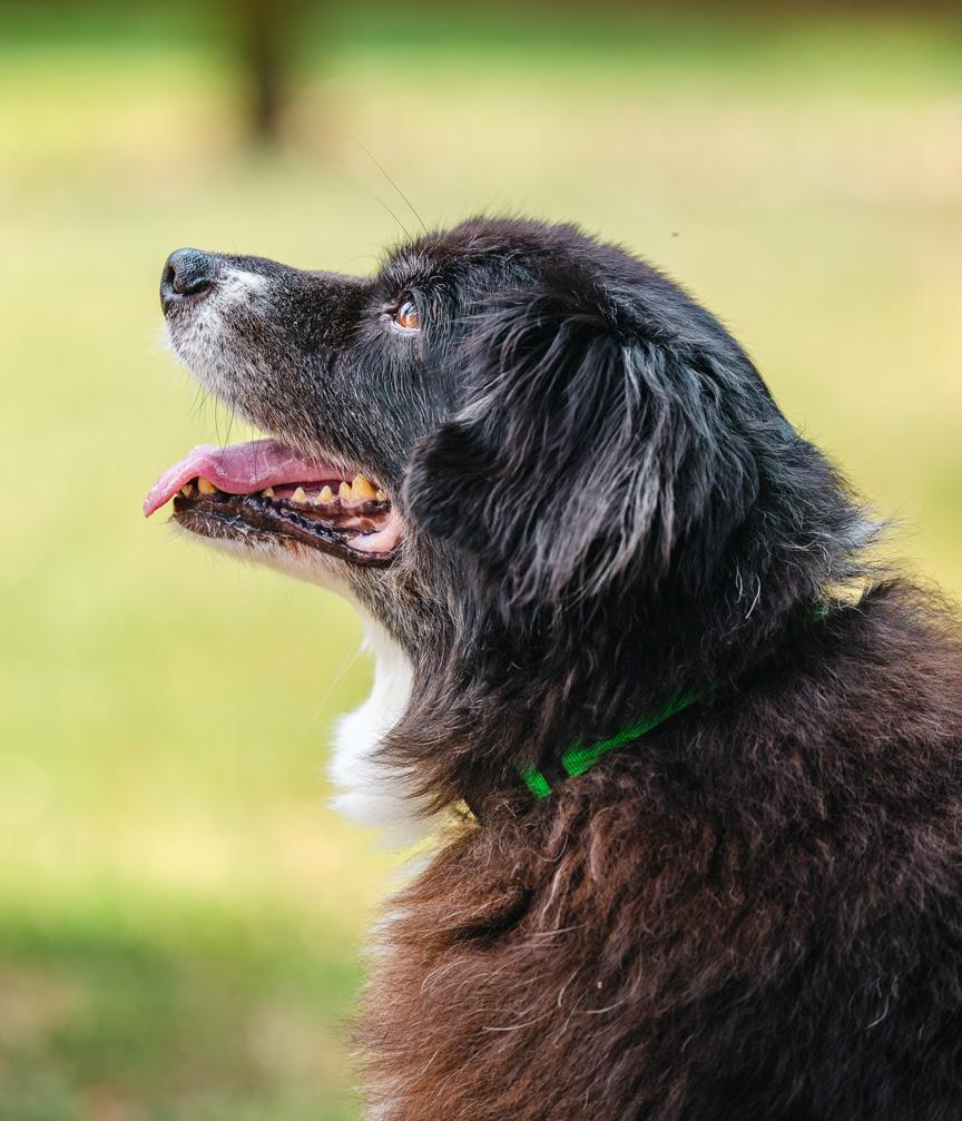 Jack, a ADOPTABLE Australian Shepherd in Graham, NC image 2/6