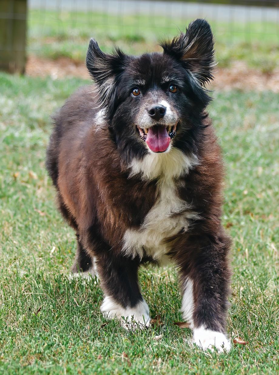 Jack, a ADOPTABLE Australian Shepherd in Graham, NC image 6/6