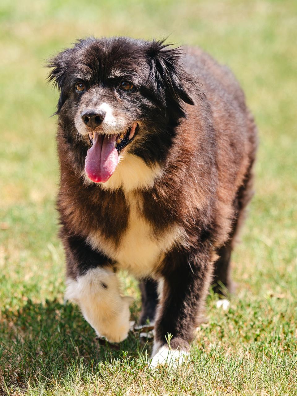 Jack, a ADOPTABLE Australian Shepherd in Graham, NC image 4/6