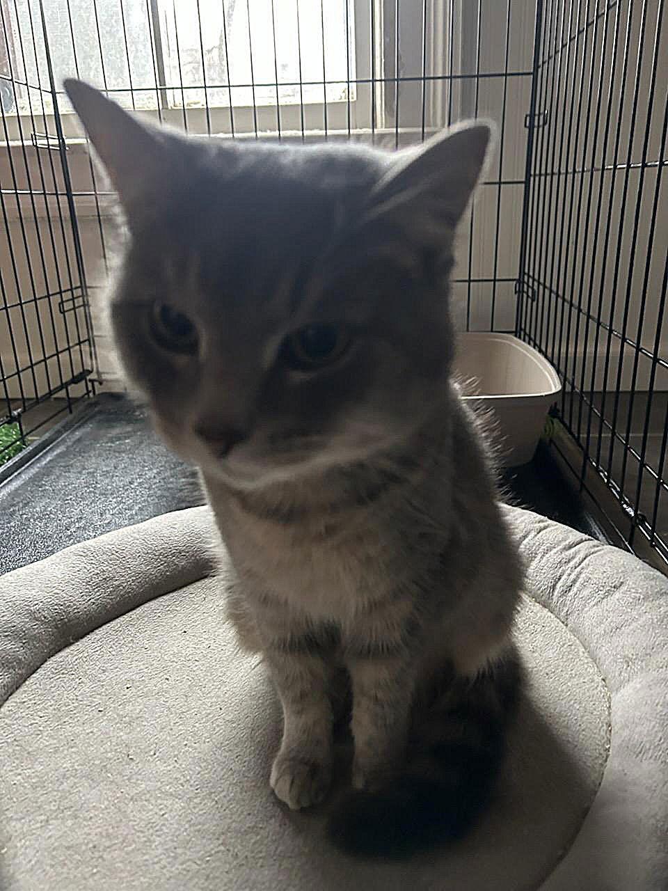 Enlarge Fish, a Adoptable Domestic Short Hair in Akron, OH image 1/3