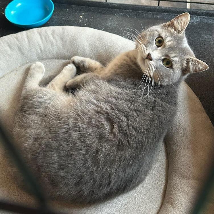 Fish, Adoptable, Adult Female Domestic Short Hair.