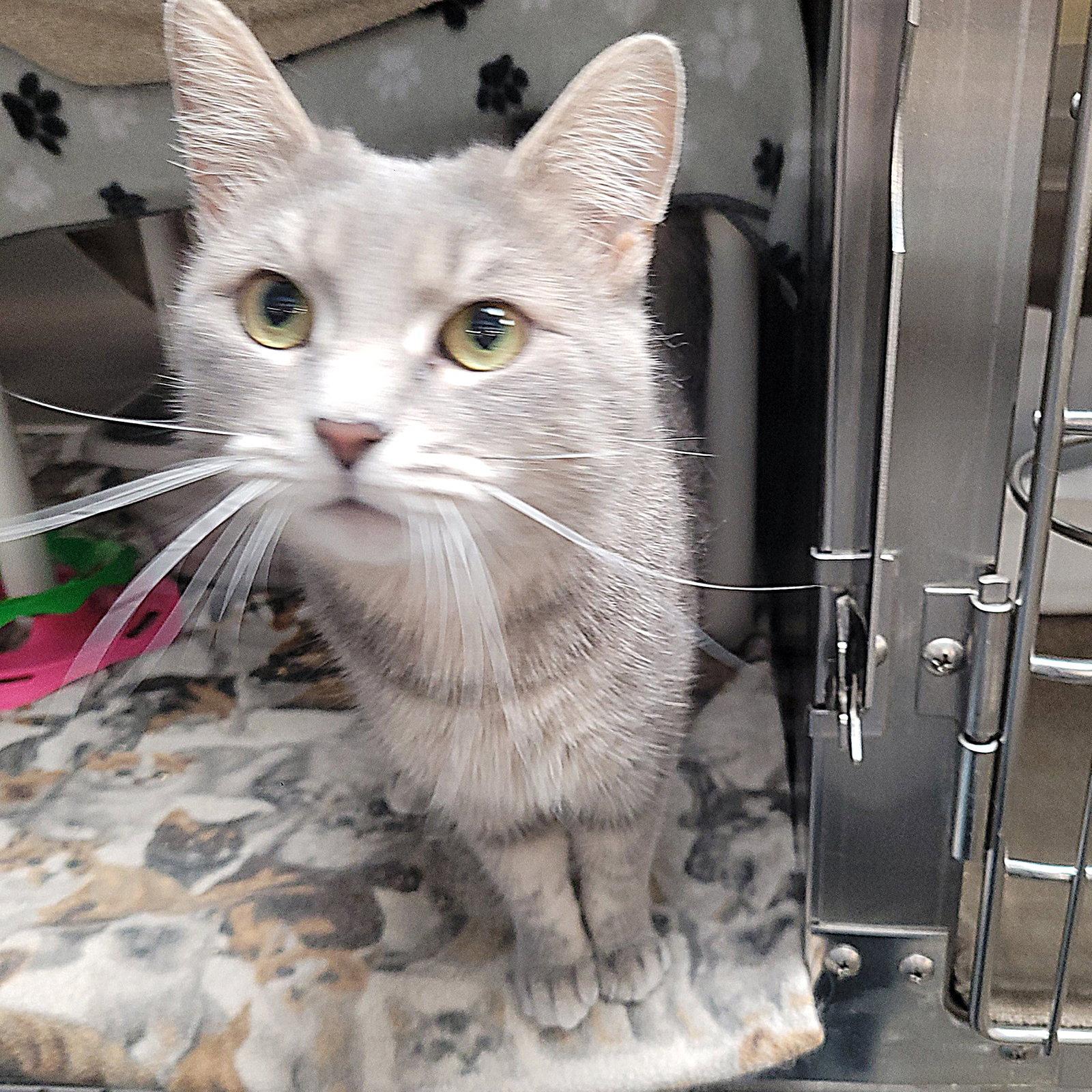 Enlarge Fish, a Adoptable Domestic Short Hair in Akron, OH image 2/3