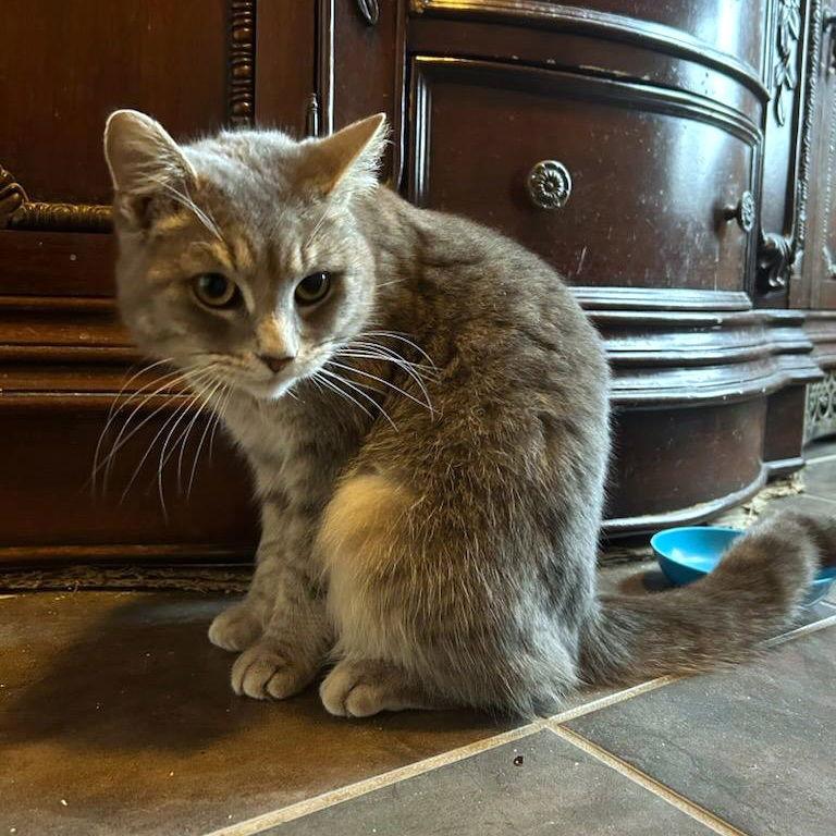 Enlarge Fish, a Adoptable Domestic Short Hair in Akron, OH image 3/3