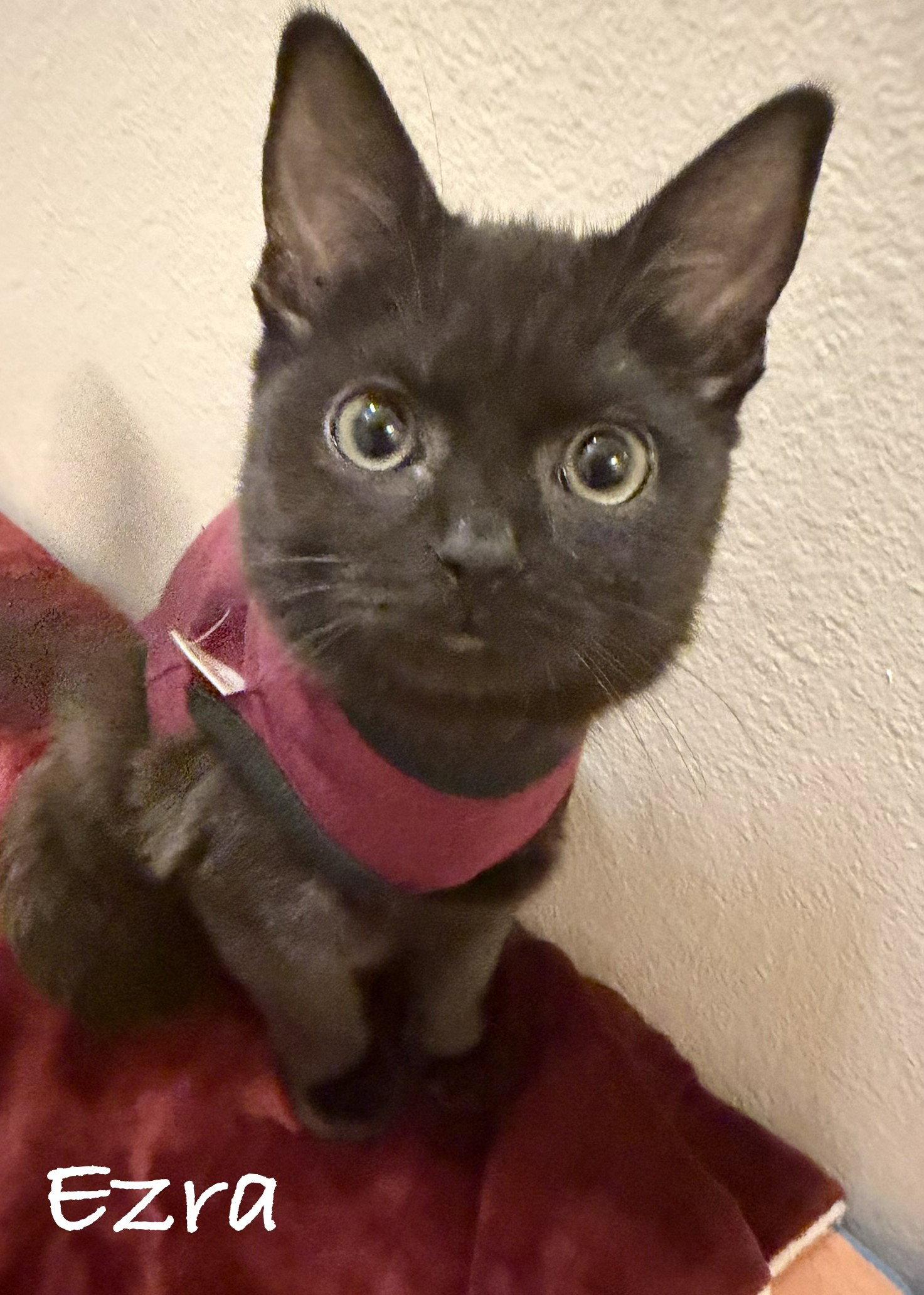 Ezra, Adoptable, Young Female Domestic Short Hair.