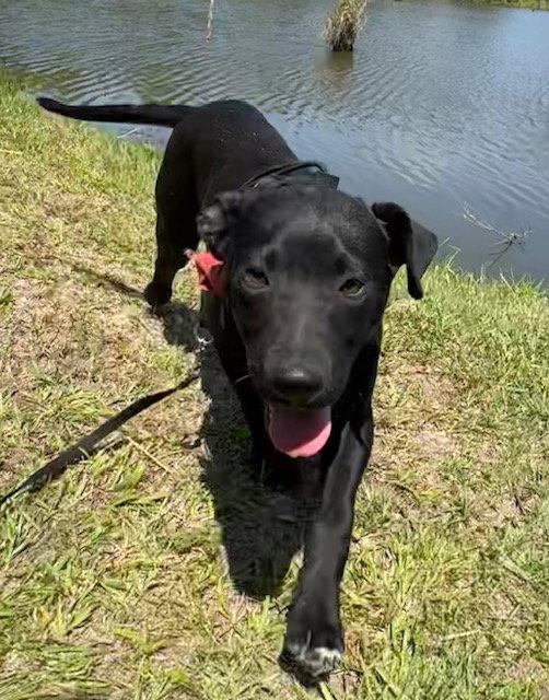 Mack, Adoptable, Young Male Labrador Retriever.